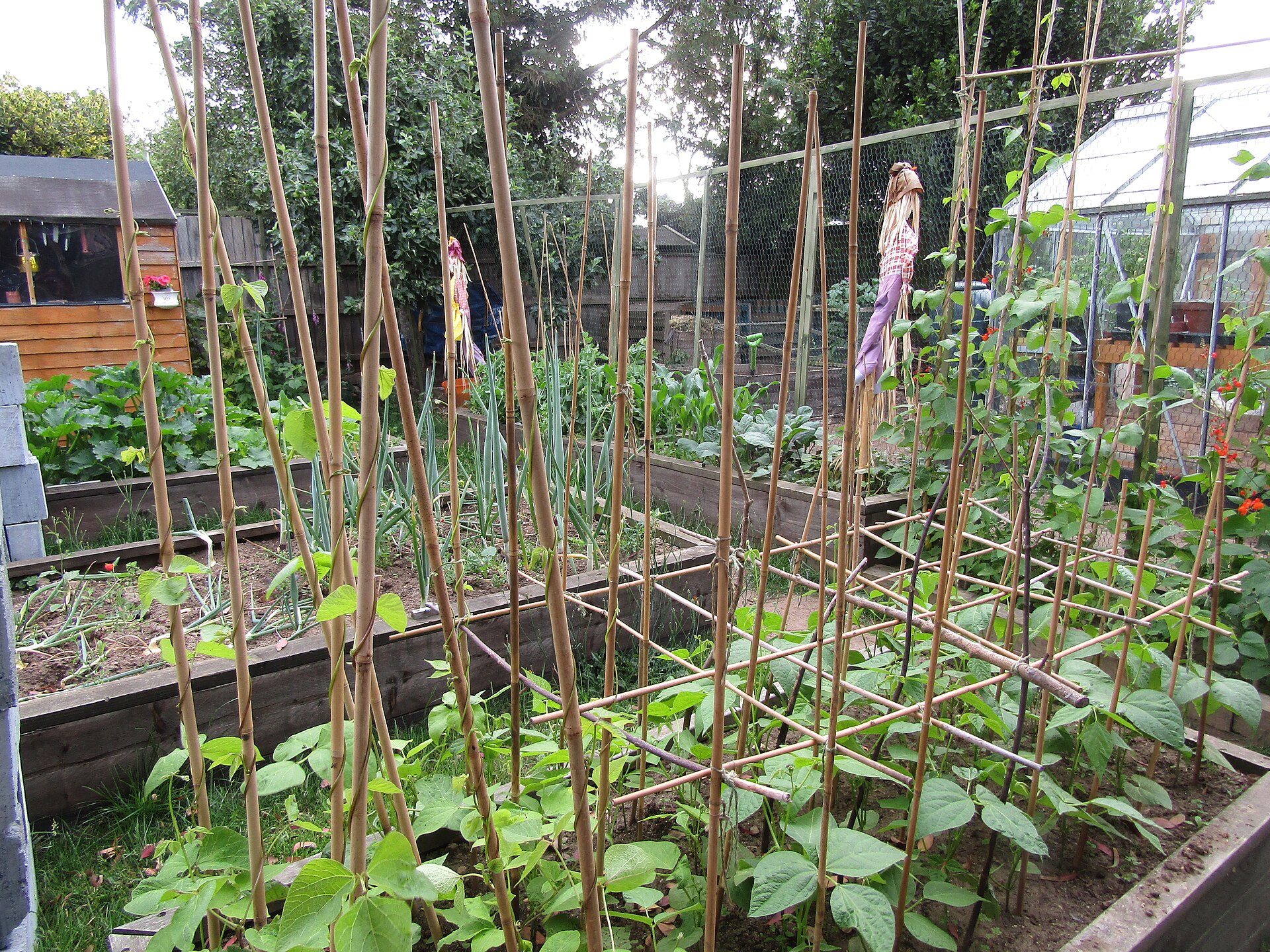 Raised vegetable garden beds with bamboo trellises and a scarecrow