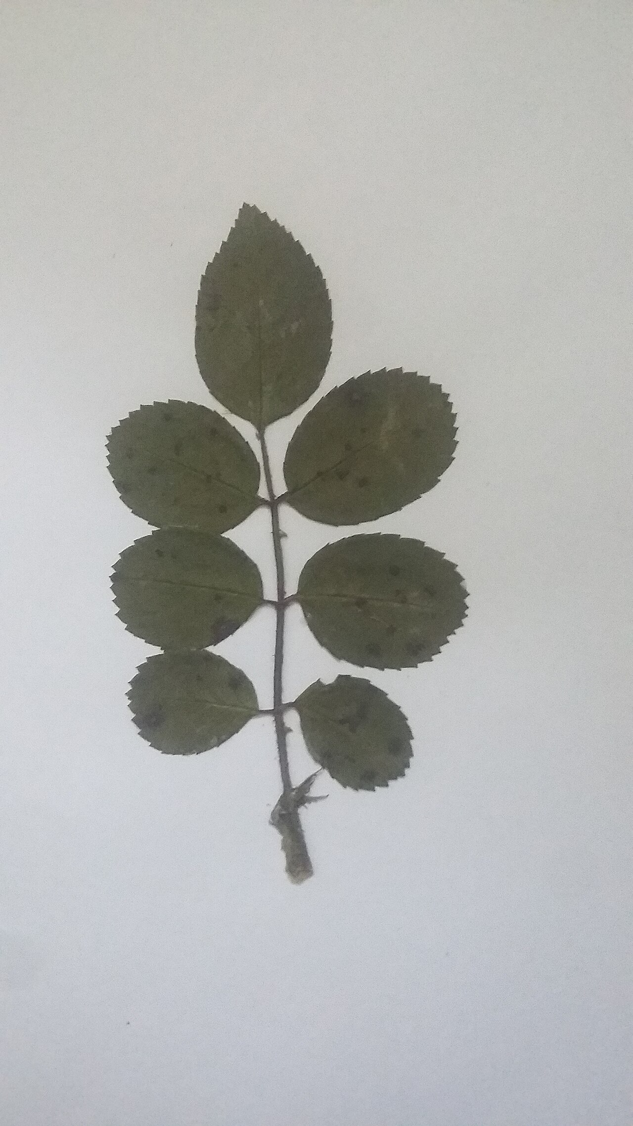 Close view of black spot infection on rose leaves