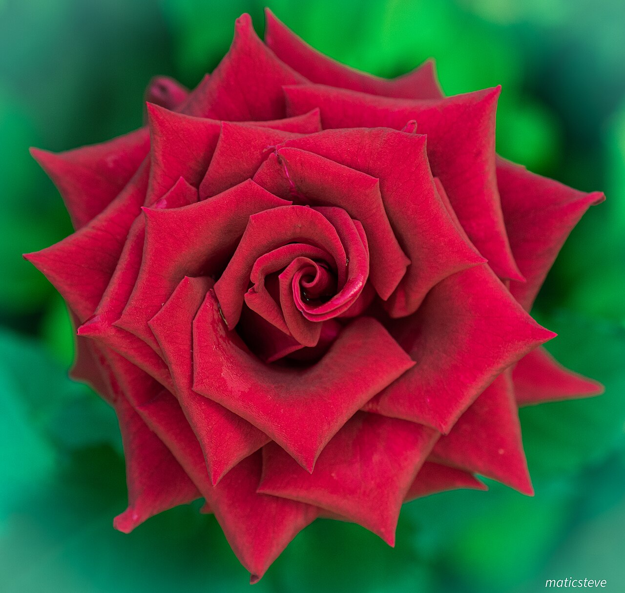 Healthy red roses blooming in a garden bed