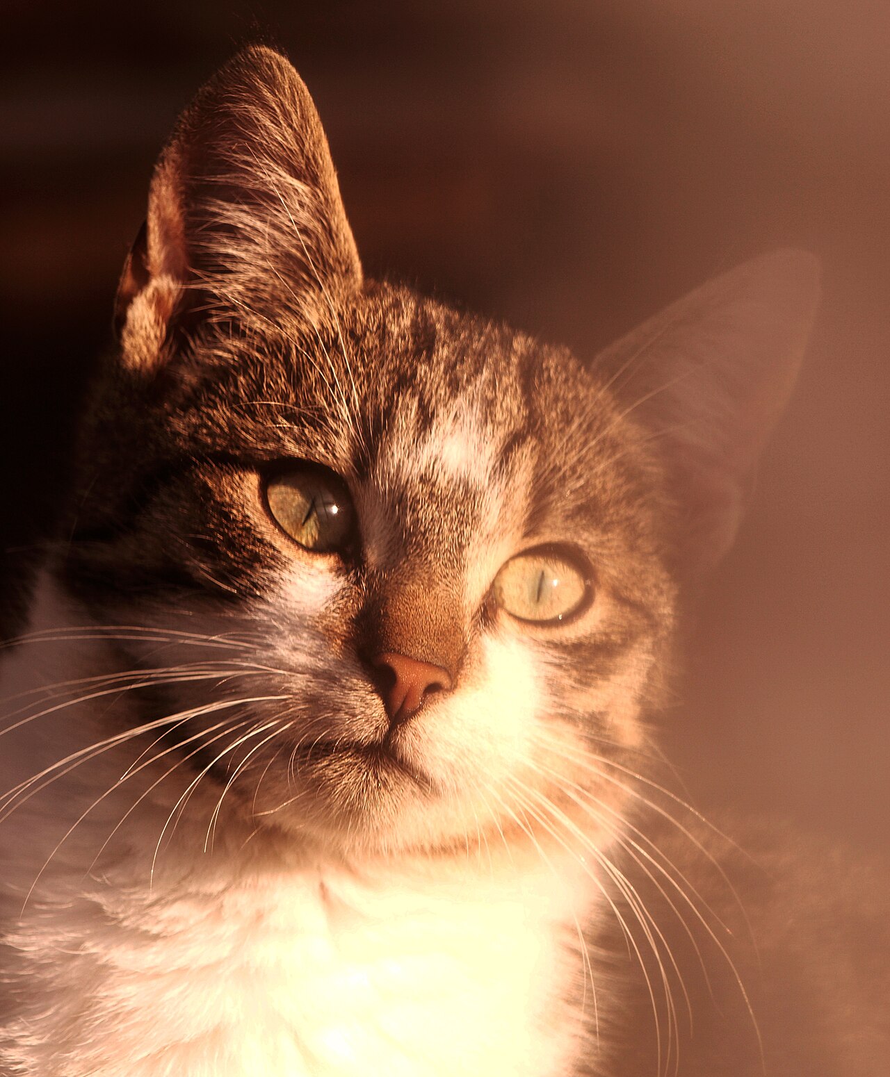 A cat's face in warm sunlight, eyes relaxed