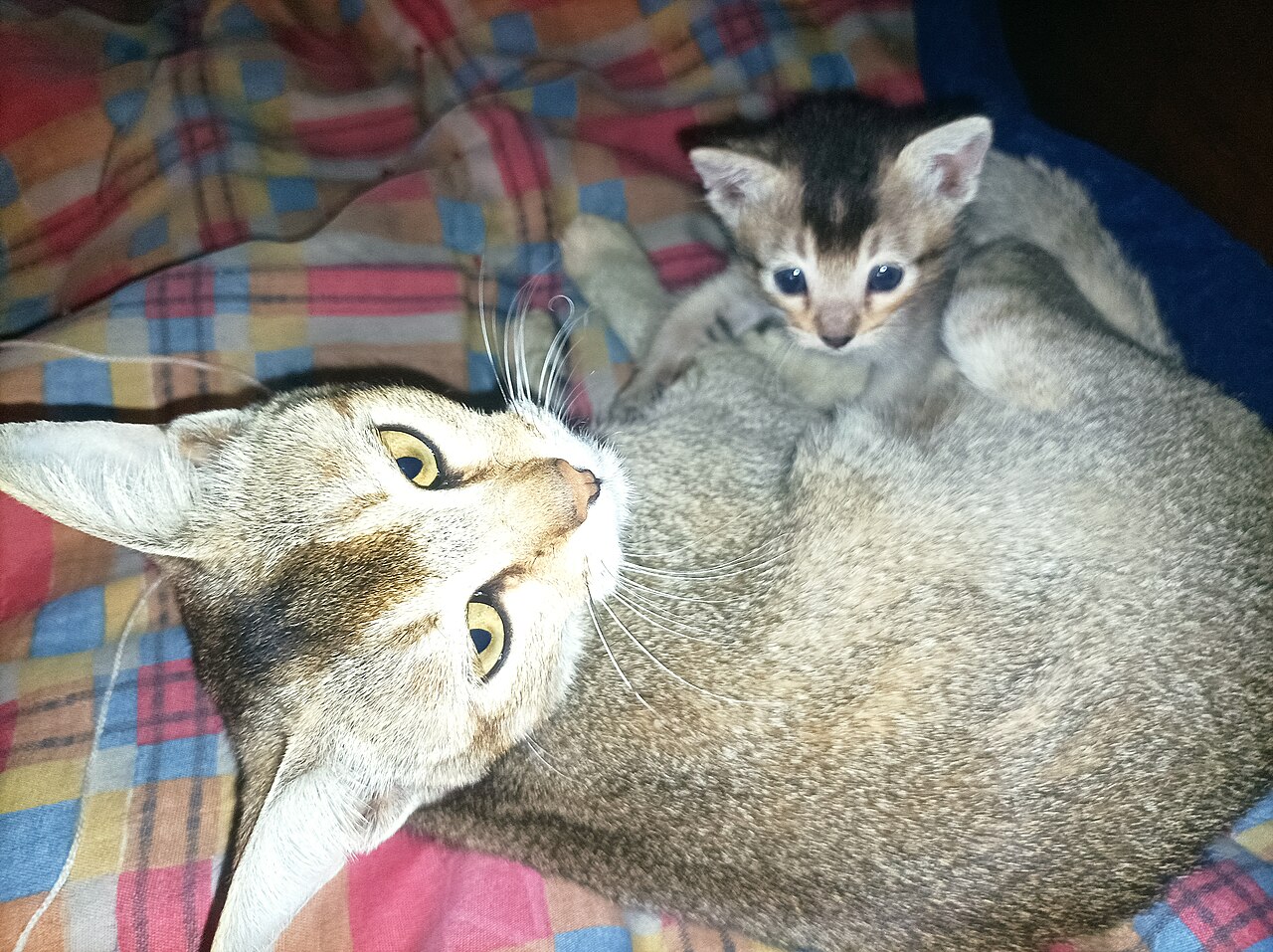 A mother cat resting with her newborn kitten on a blanket