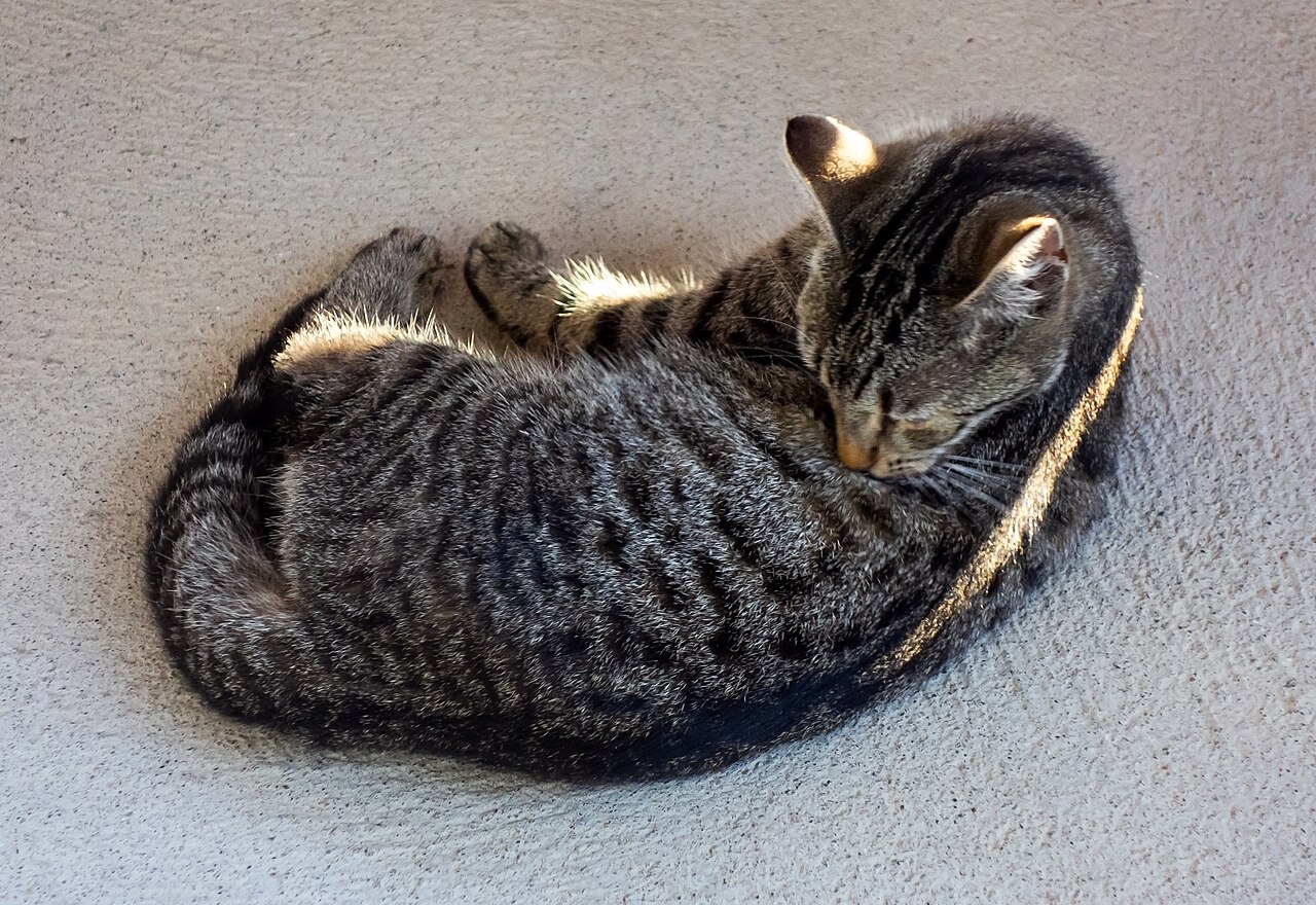 A tabby cat curled up grooming its own fur