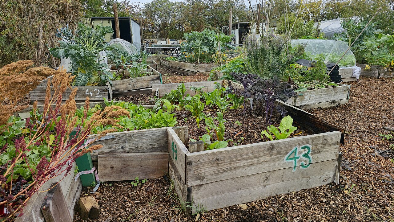 Raised vegetable beds filled with dark, mulched soil
