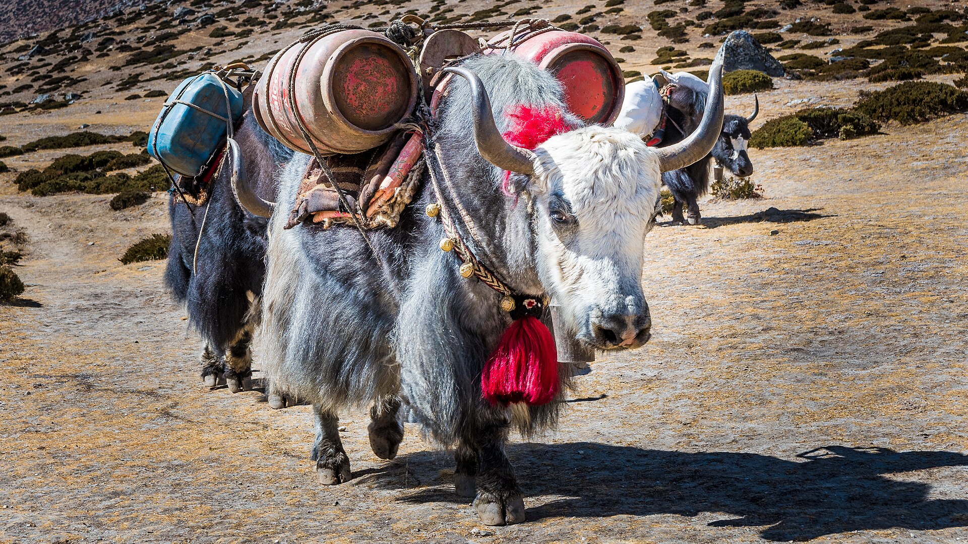 Trekkers in the Himalaya mountains with yaks carrying gear