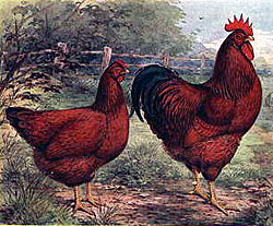 A 1915 lithograph of a Rhode Island Red hen