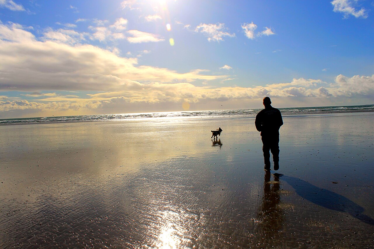 A dog walking on a beach with its owner, staying close as dogs naturally do