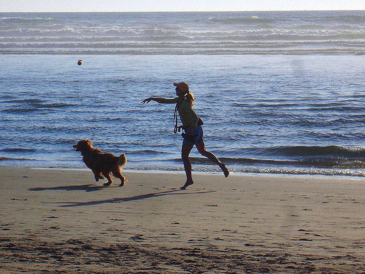 A dog chasing a toy thrown by its owner, an example of the play and routine that keeps dogs happily engaged