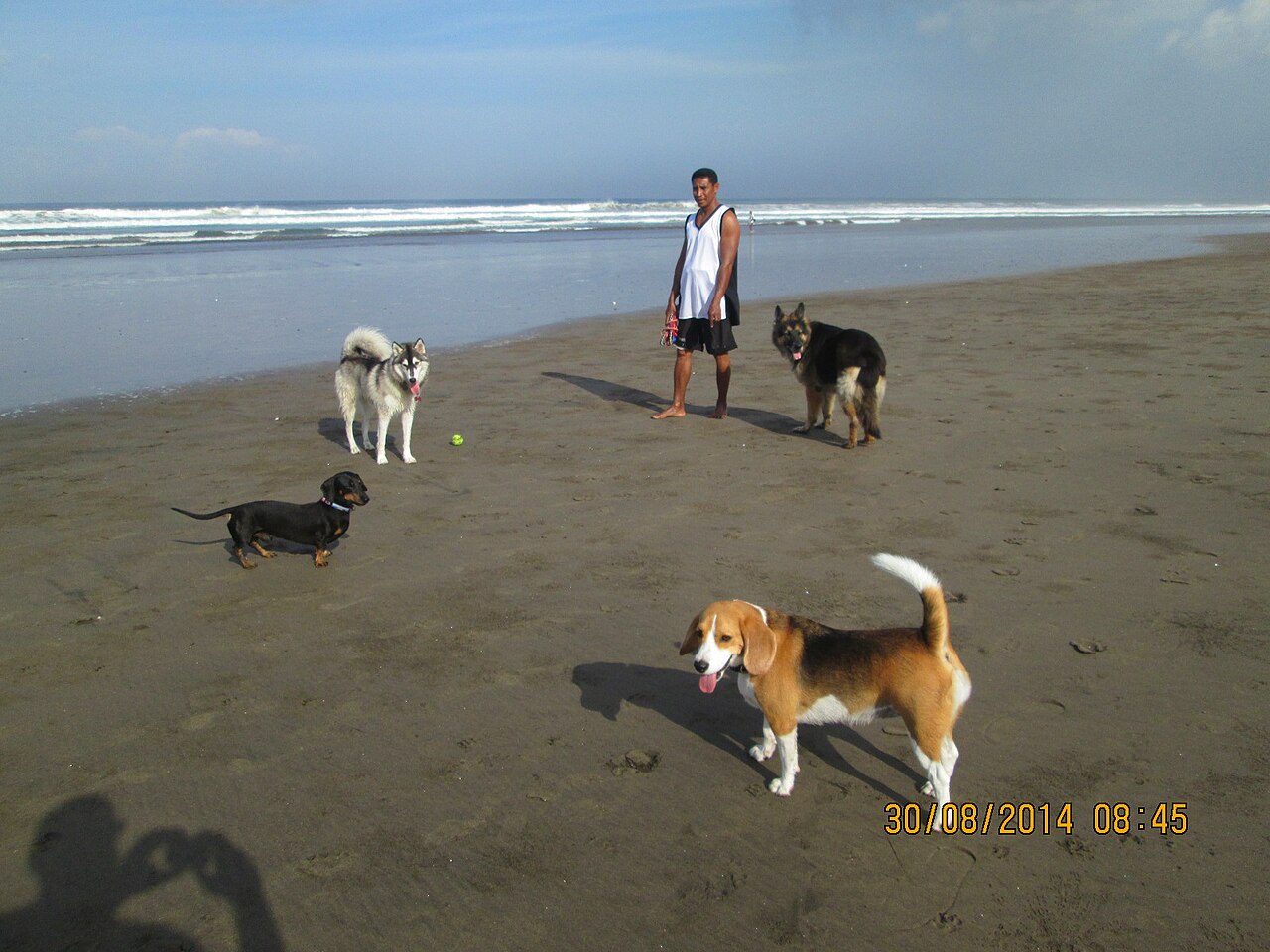 A dog owner walking dogs on the beach, the daily routine that satisfies a dog's need for exercise and company