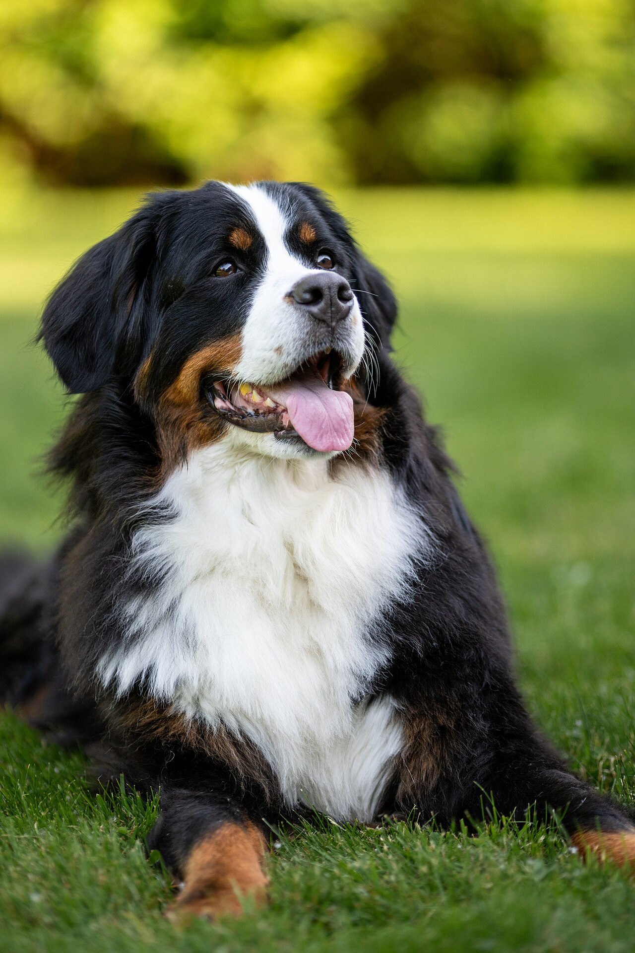 A Bernese Mountain Dog lying down in grass