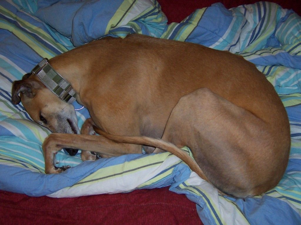 A greyhound curled into a tight ball while sleeping