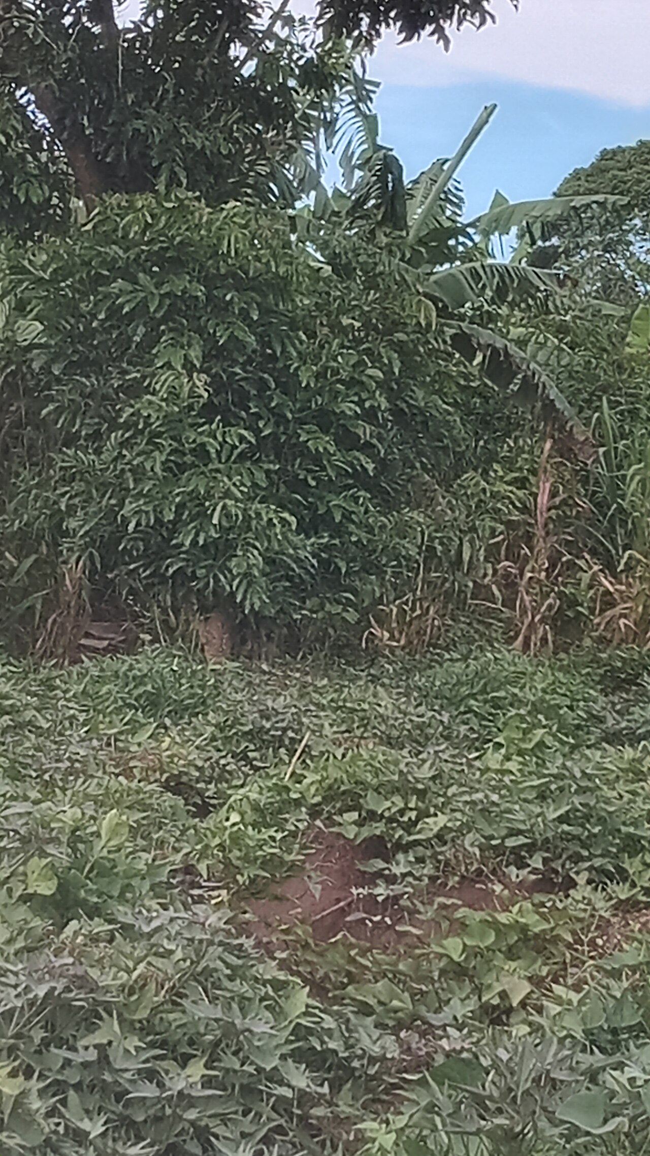 Sweet potatoes ready for harvest