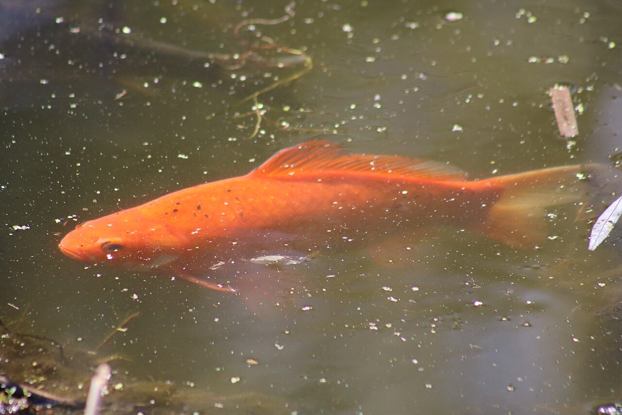 Do goldfish really have 3-second memories: the myth explained