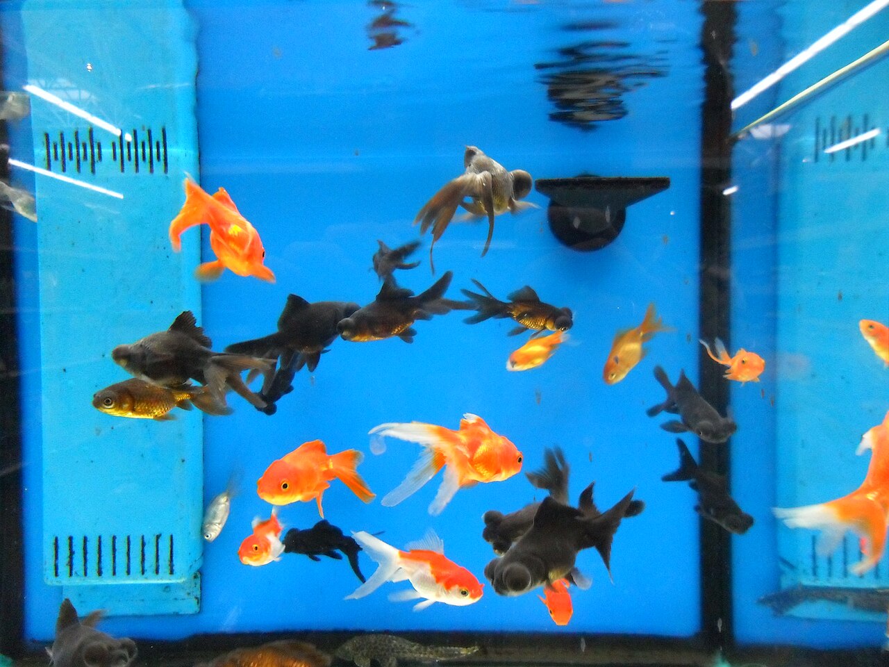 Two goldfish swimming among aquatic plants in a well-kept tank