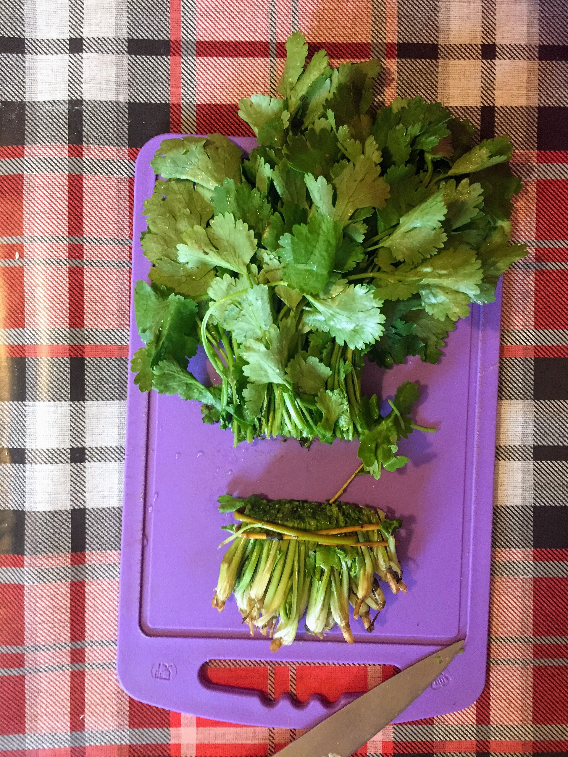 A bunch of fresh cilantro