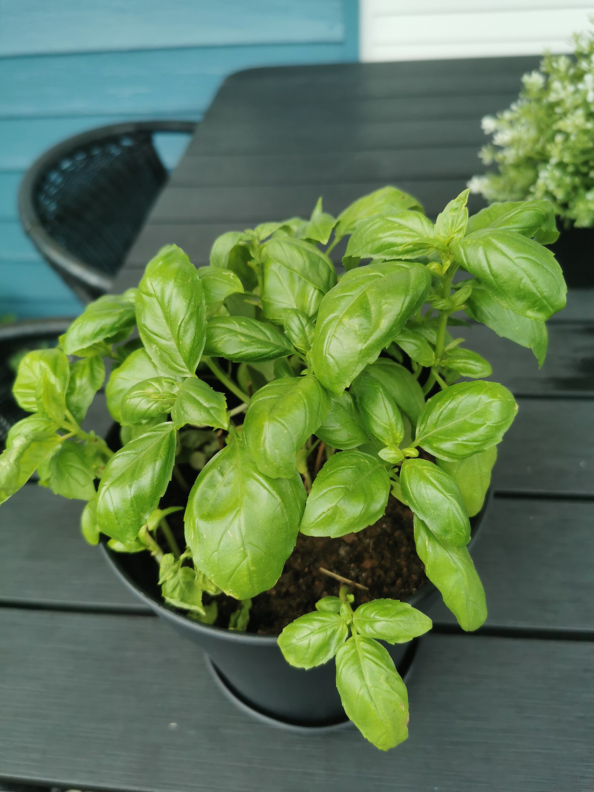 A basil plant growing in a pot