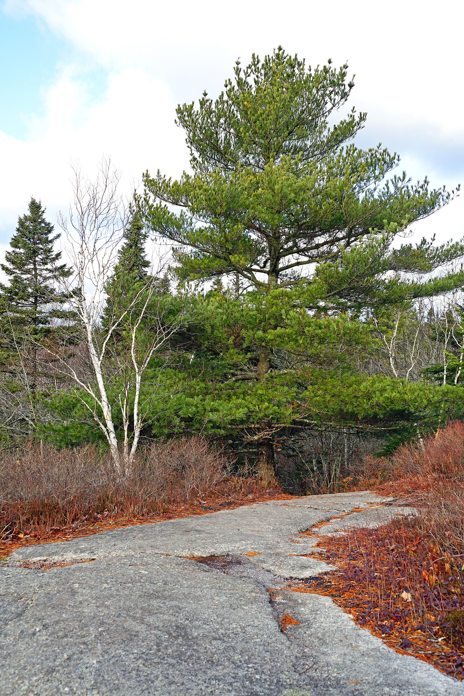 Hikers on a wilderness trail through the forest