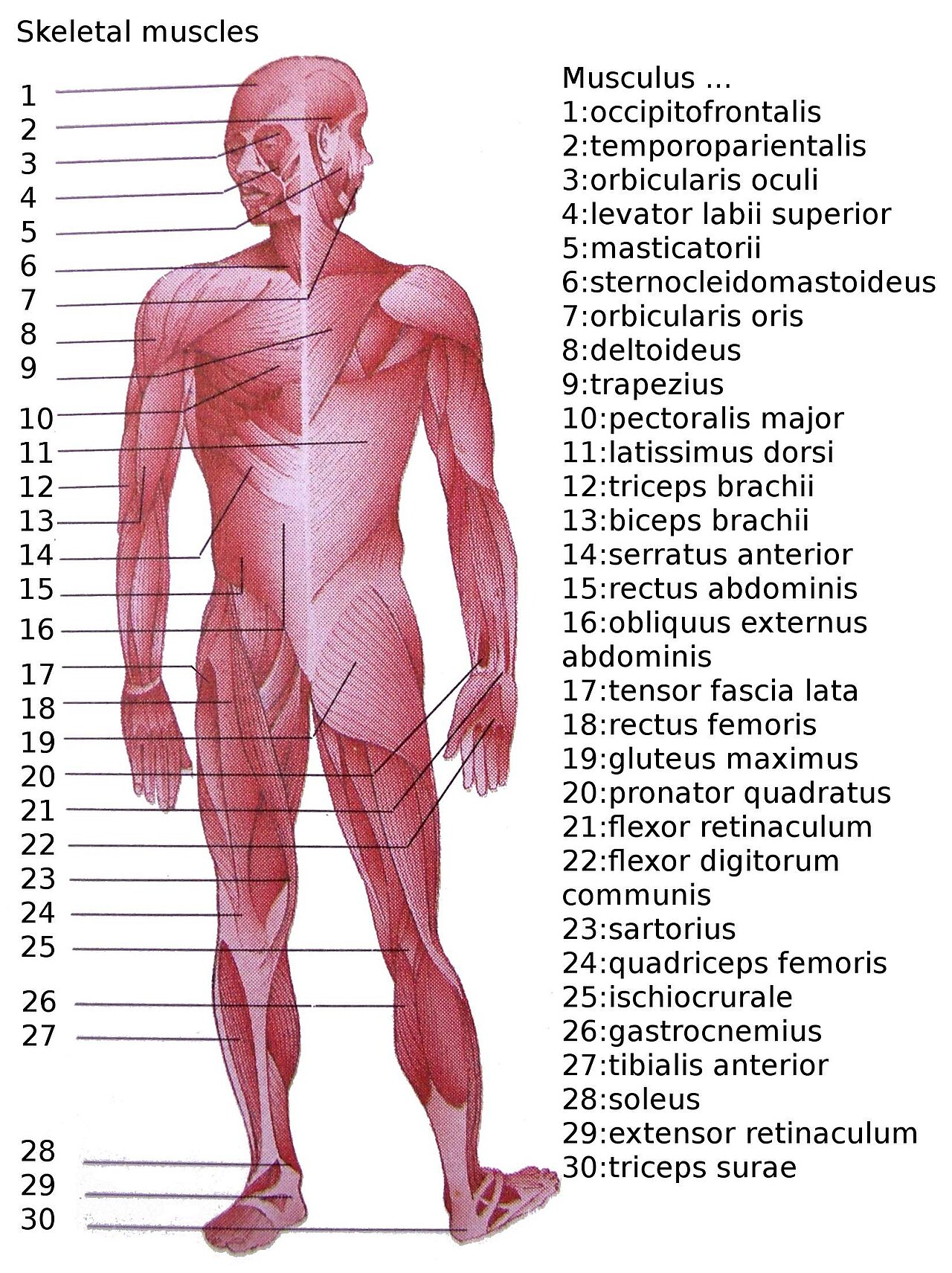 Diagram of the human skeletal muscle system
