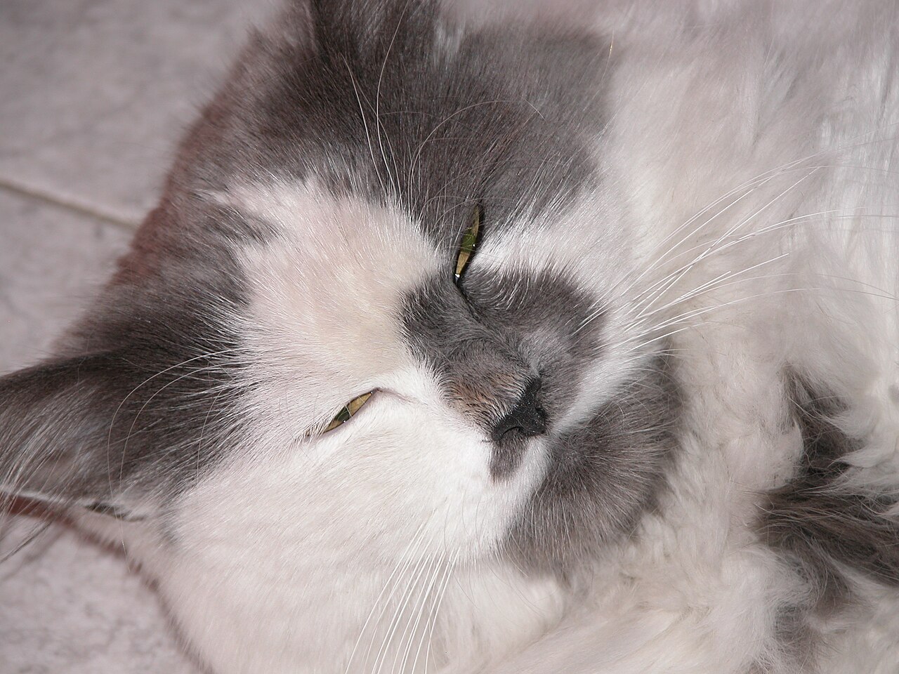 A gray and white cat with its eyes half closed in a slow blink