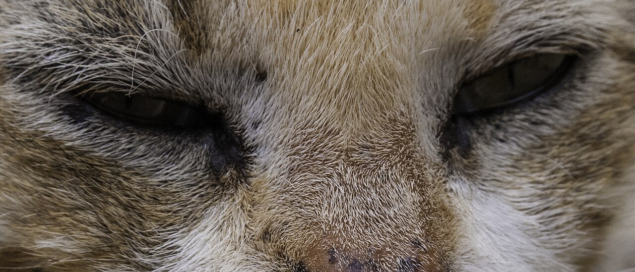 Close-up of a tabby cat's narrowed eyes during a slow blink