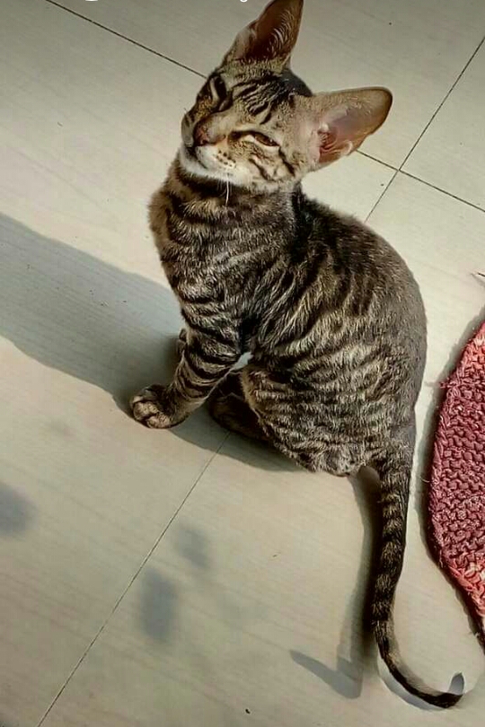 A tabby cat sitting with half-closed eyes, looking relaxed