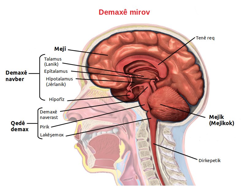 Sagittal diagram of human brain anatomy