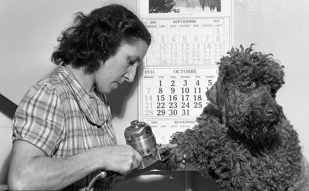 A vintage pet grooming scene, a reminder that coat care has always been part of dog keeping