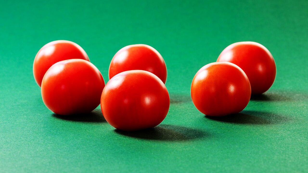 Ripe tomatoes ready for harvest and seed saving