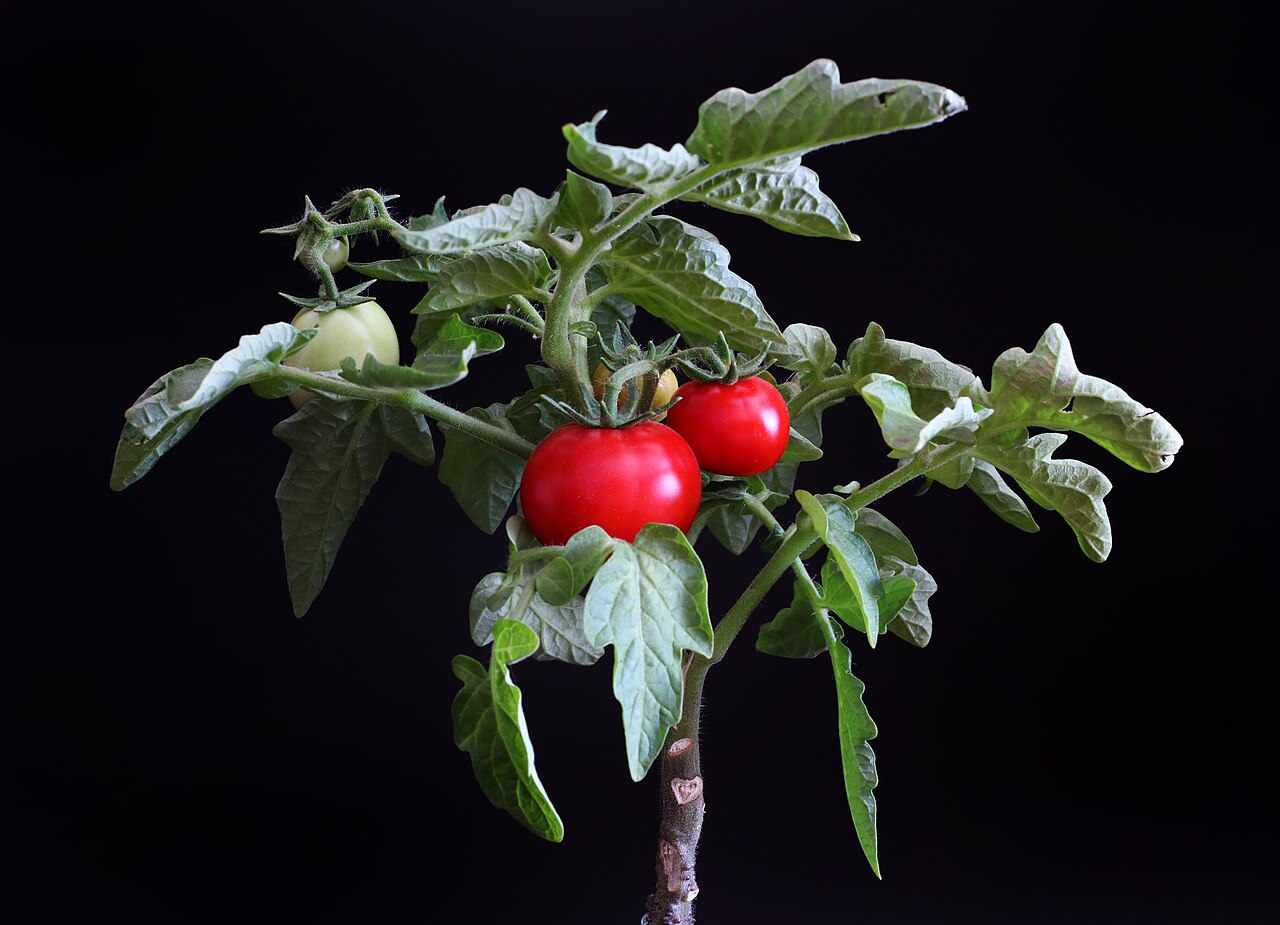 A healthy tomato plant in a garden bed