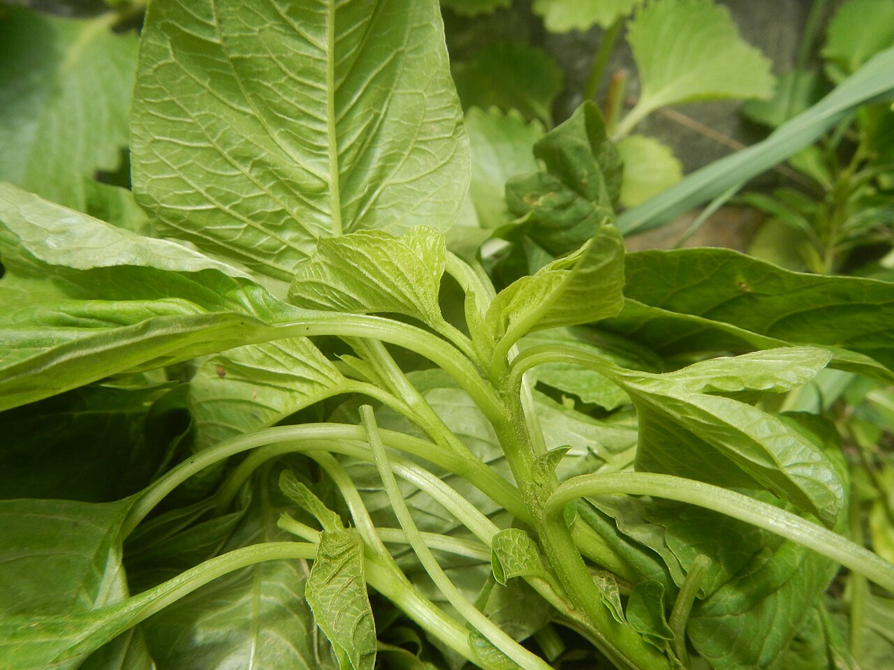 Fresh spinach leaves, a classic shade-tolerant crop