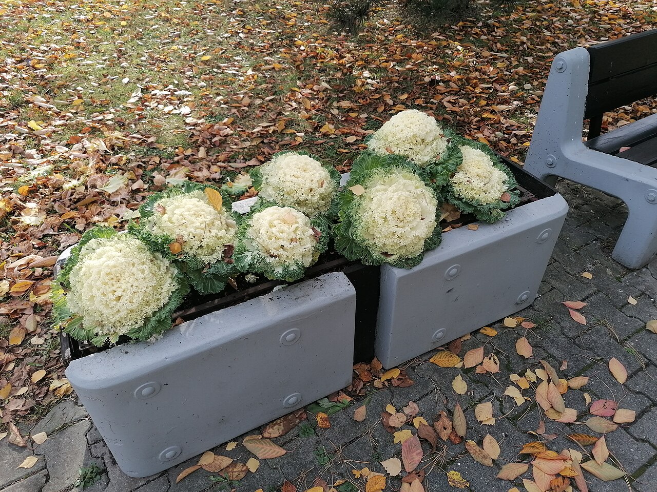 Ornamental kale, a hardy green that tolerates shade and frost
