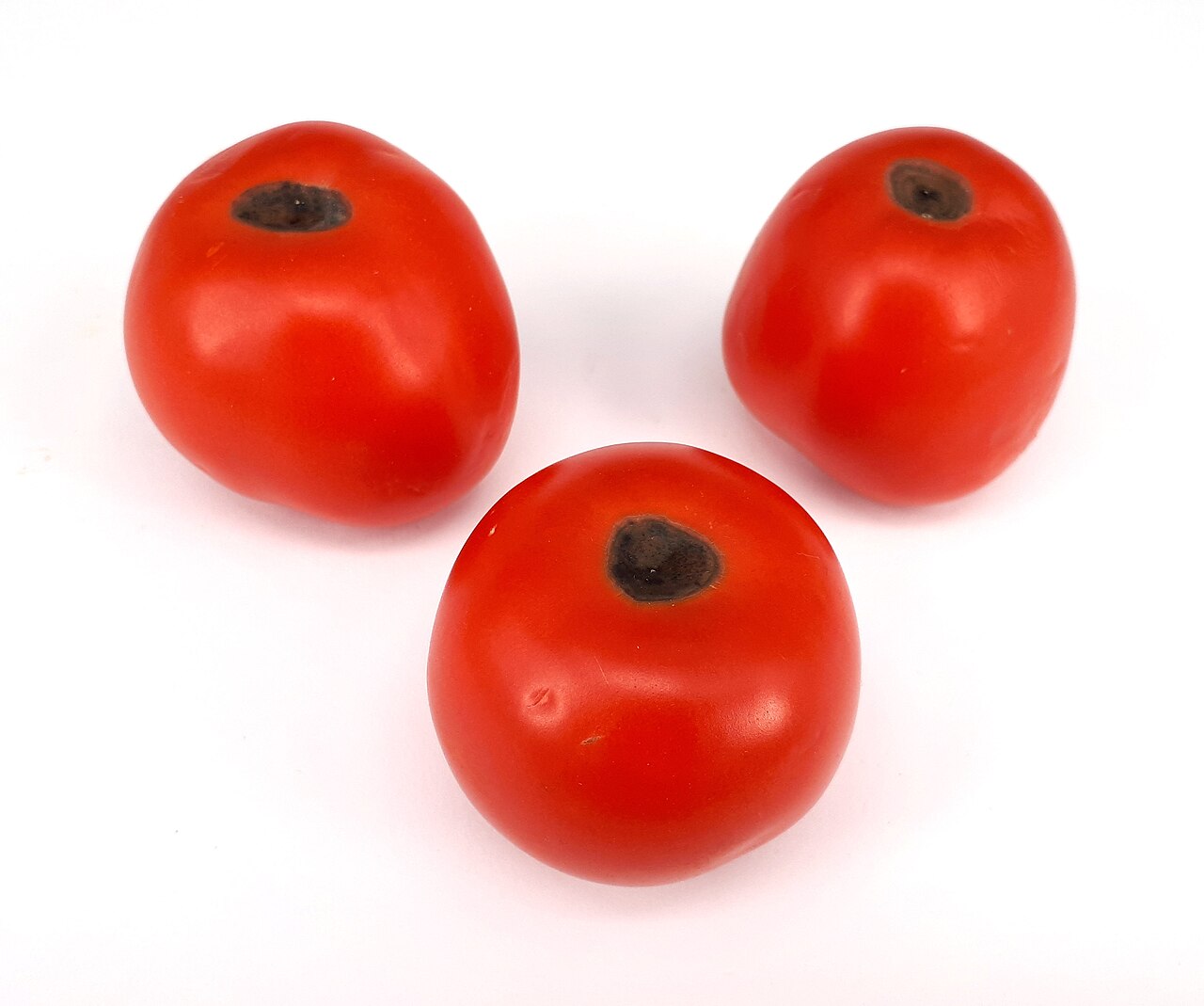 Three tomatoes showing blossom end rot as dark, sunken patches at the blossom end