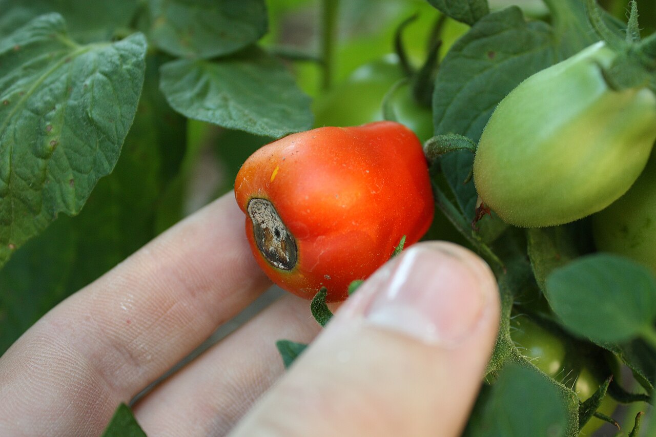 Close-up of a blossom end rot lesion: the dead tissue is dry and leathery, not soft like a fungal rot