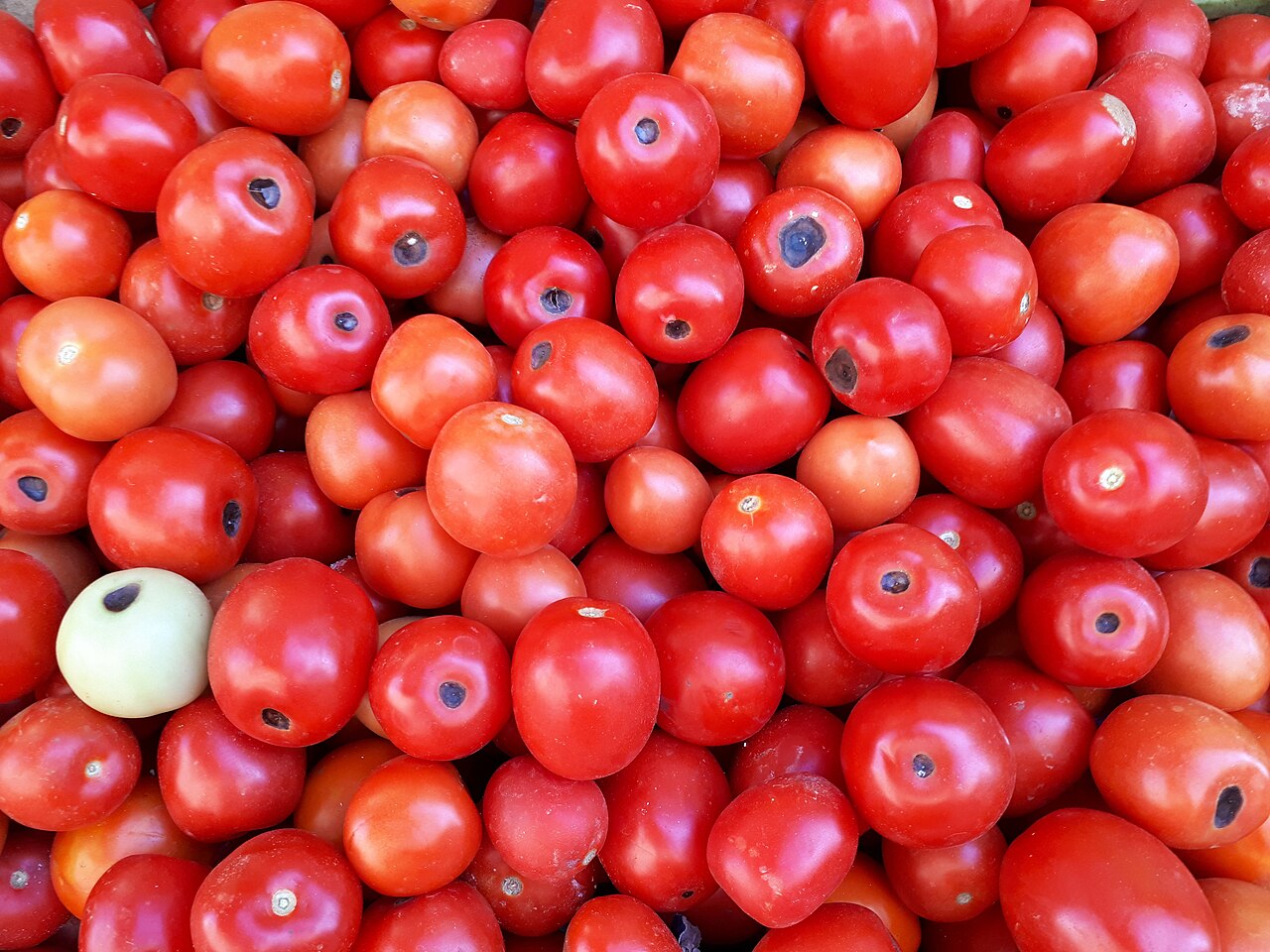 Tomatoes affected by blossom end rot on the vine; the disorder often appears on the first fruit set and eases as watering steadies