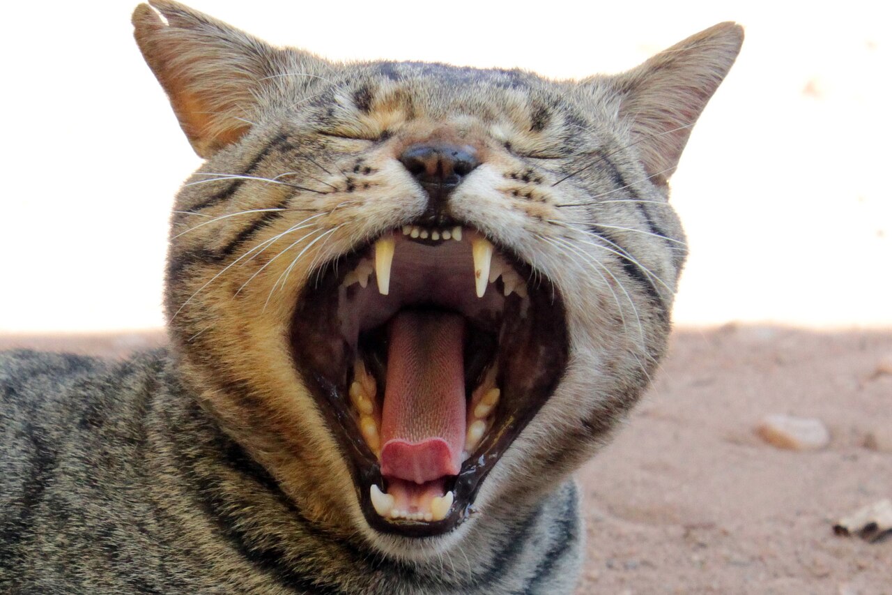 A cat with its mouth wide open mid-yawn, illustrating the loud vocalizations that wake owners at night