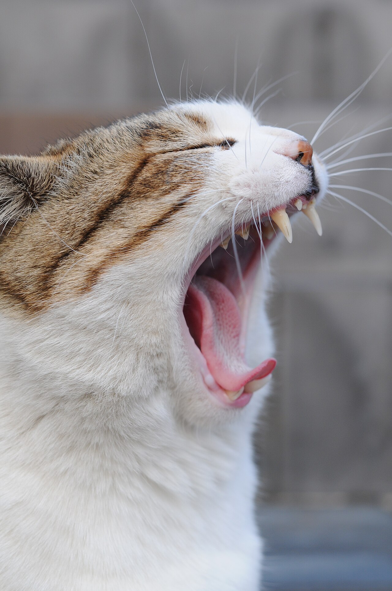 A tabby cat with its mouth open wide, mid-yawn, showing the full-mouth vocalization posture common in nighttime calling