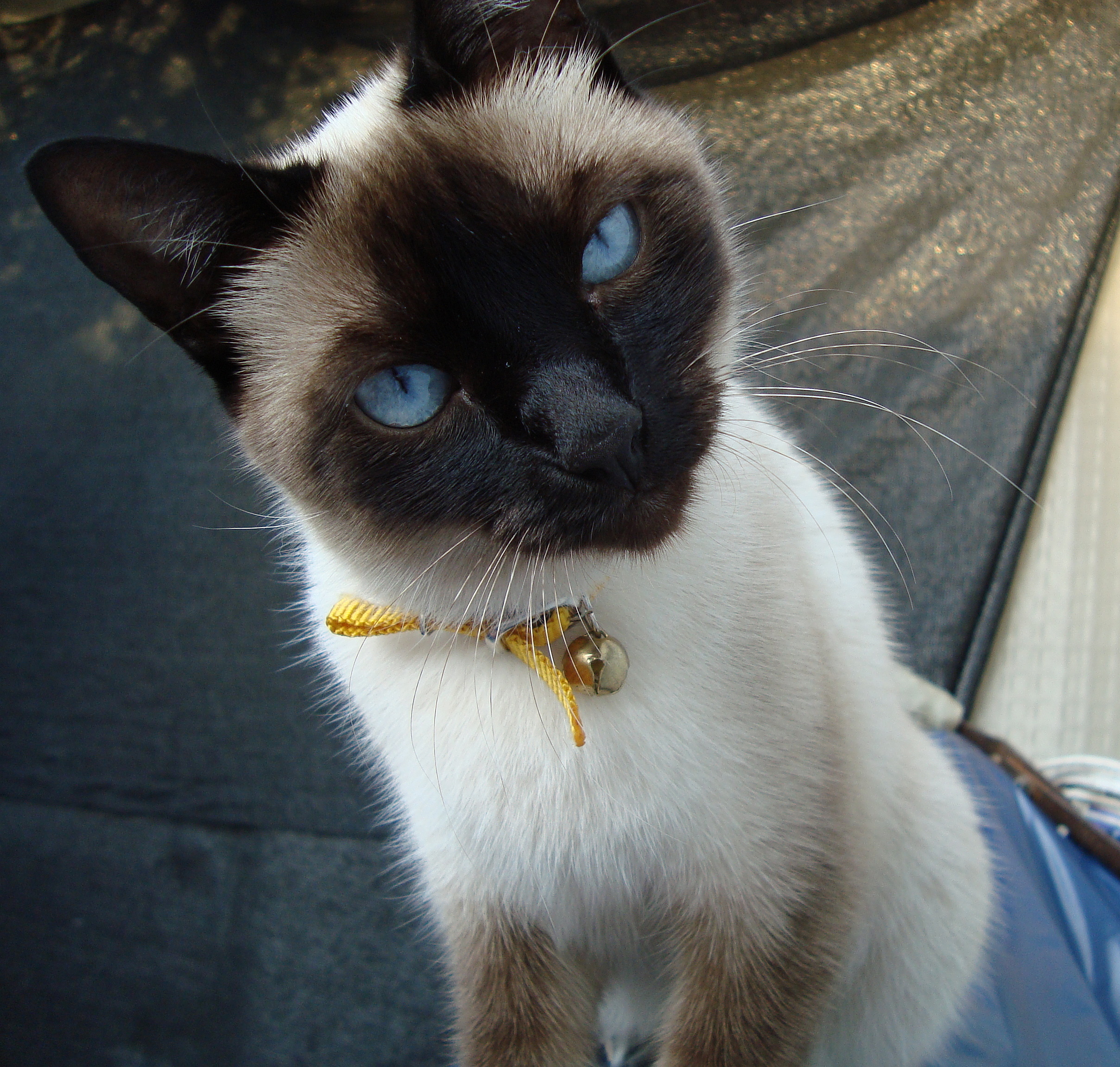 A Siamese cat with striking blue eyes, a breed famous for being unusually vocal with its owners