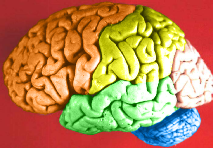 Diagram showing the lobes of the human brain