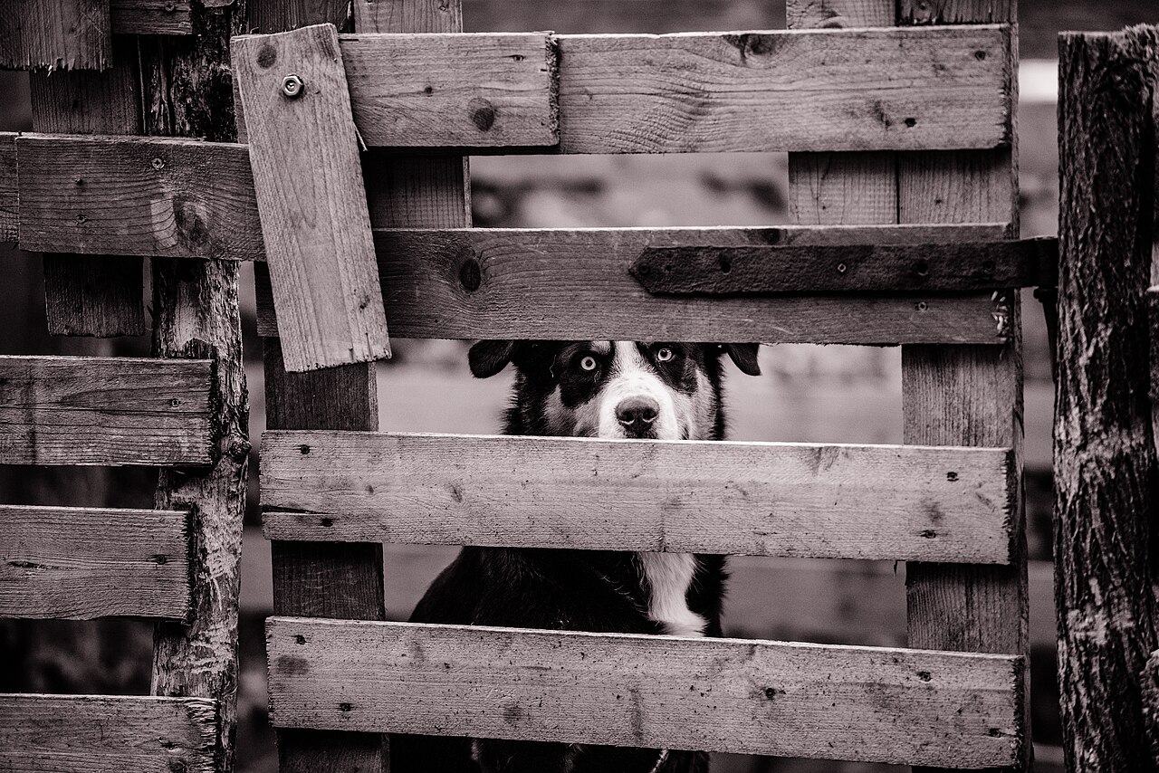 A sheep dog standing by a fence