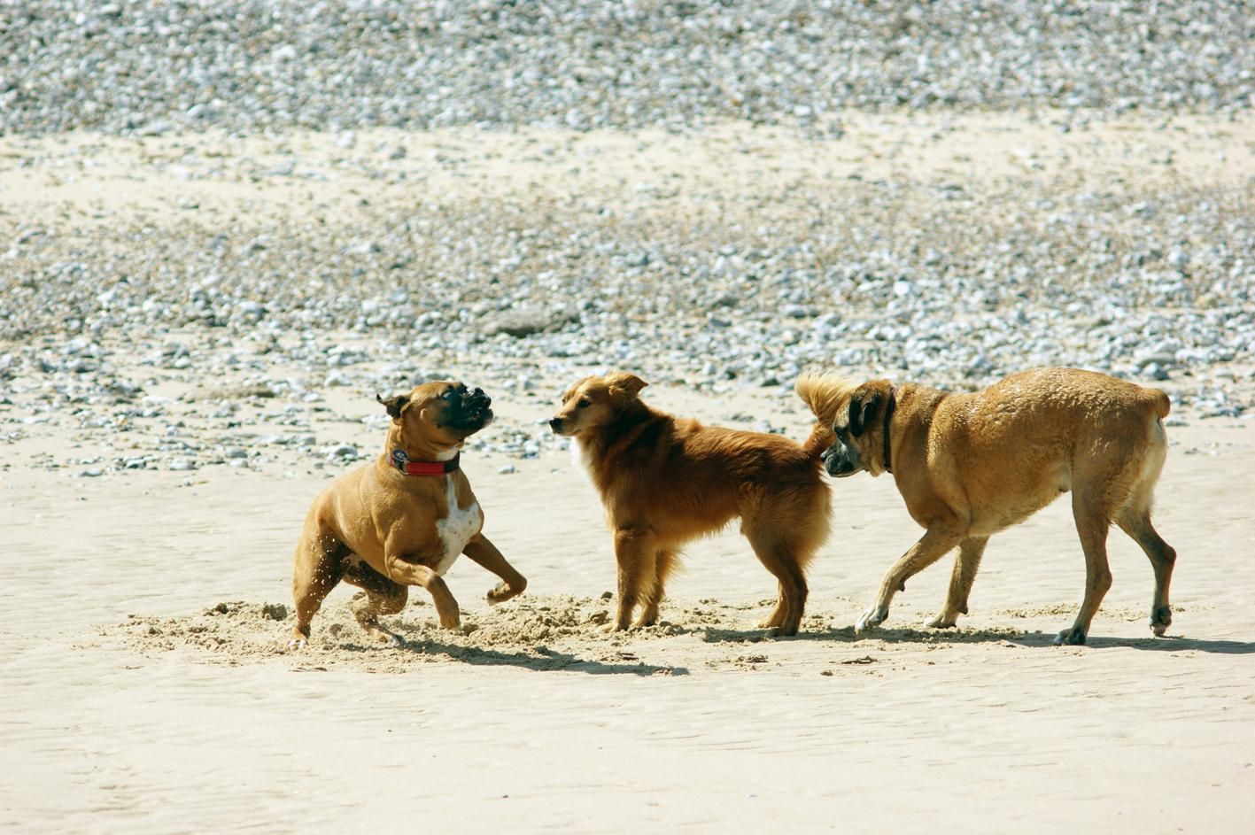 Two dogs playing together on a sandy beach