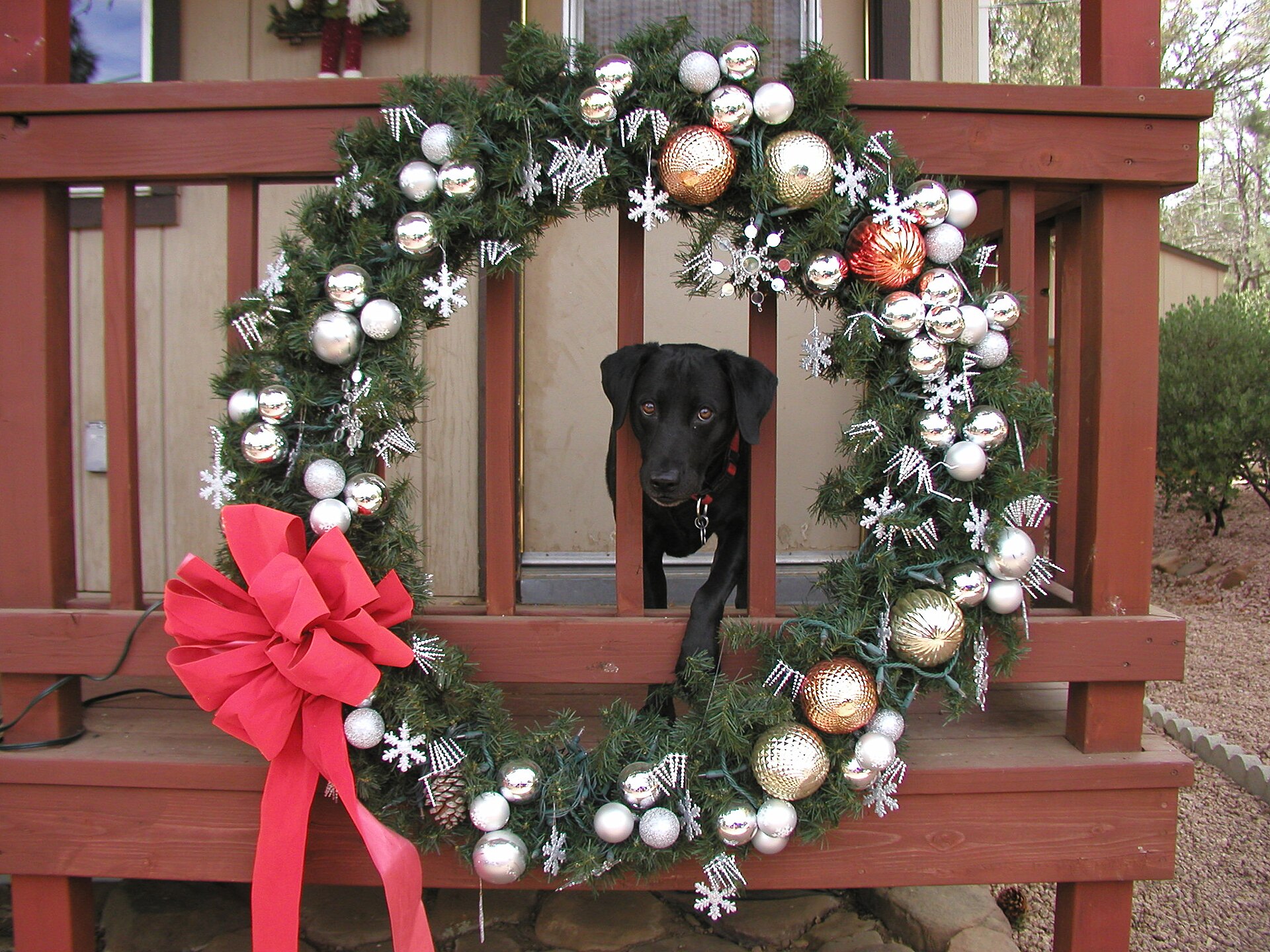 A dog photographed outdoors