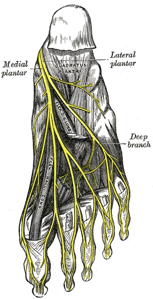Anatomical plate of the plantar nerves of the foot from Gray's Anatomy