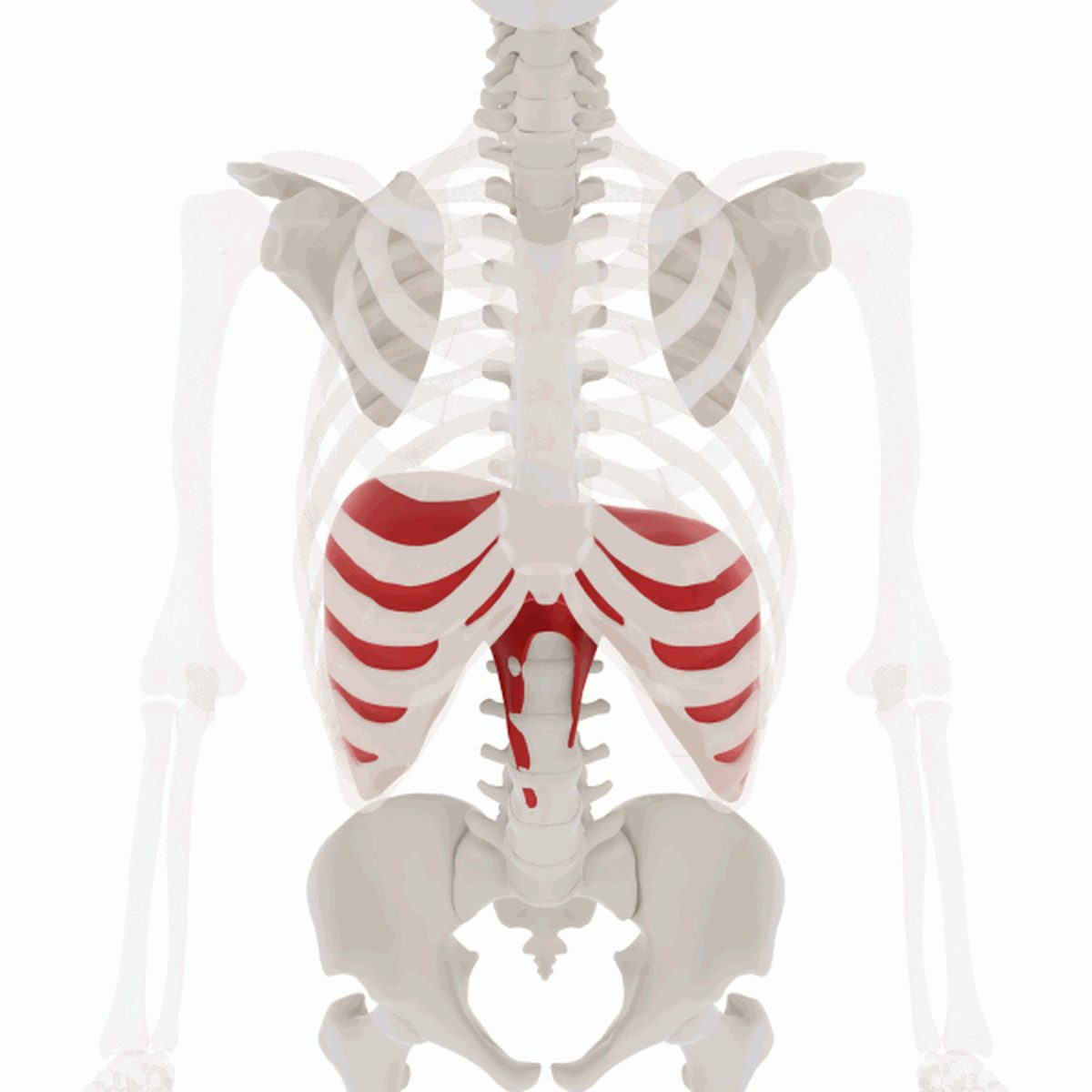 Anatomical diagram of the human diaphragm, the breathing muscle behind every hiccup
