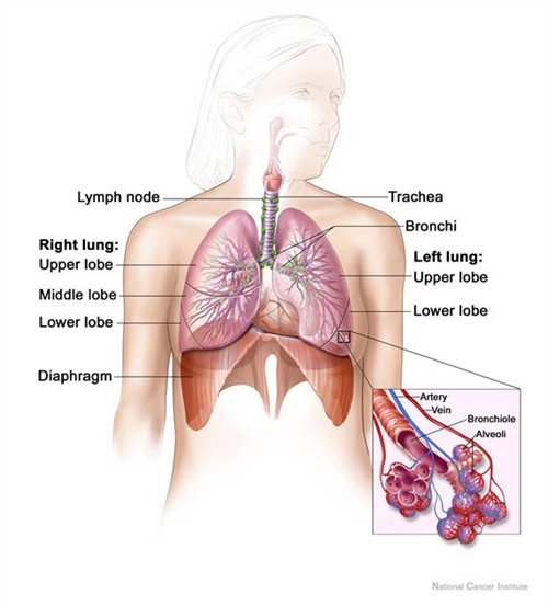 The lungs and diaphragm: hiccups begin with a sudden spasm of this breathing muscle