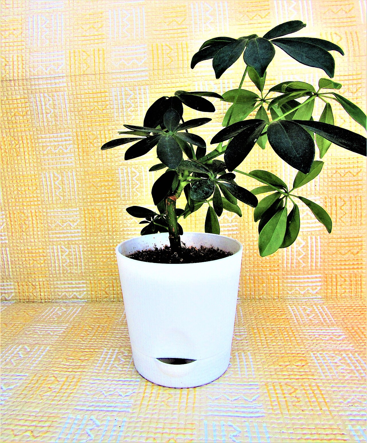 A dwarf umbrella tree houseplant in a pot
