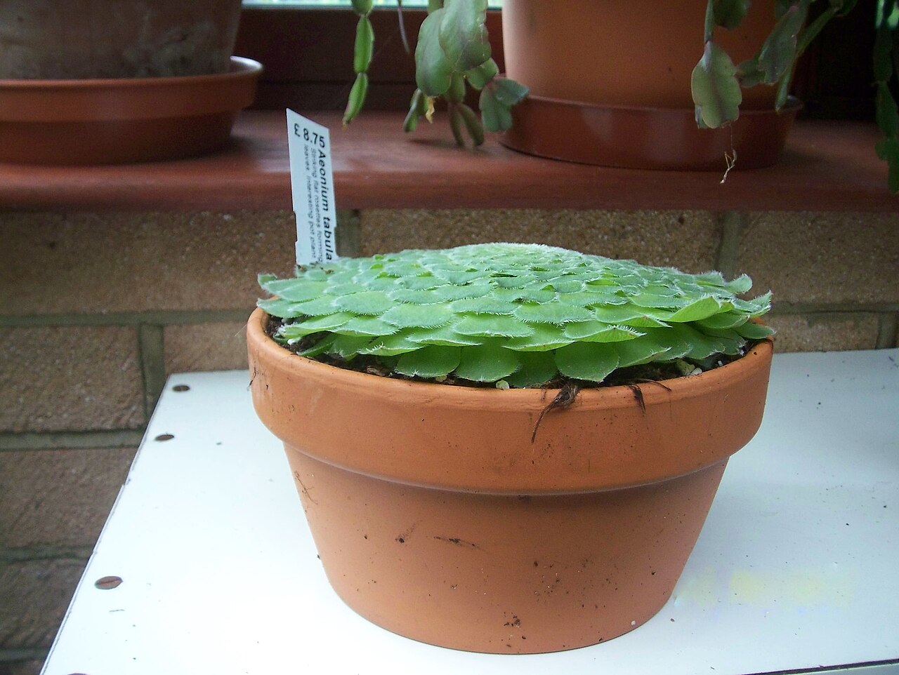A potted aeonium succulent with rosette leaves