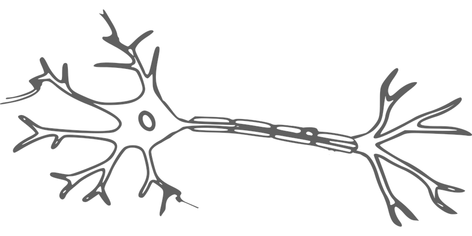 A sketch of a single brain neuron with its branching structure