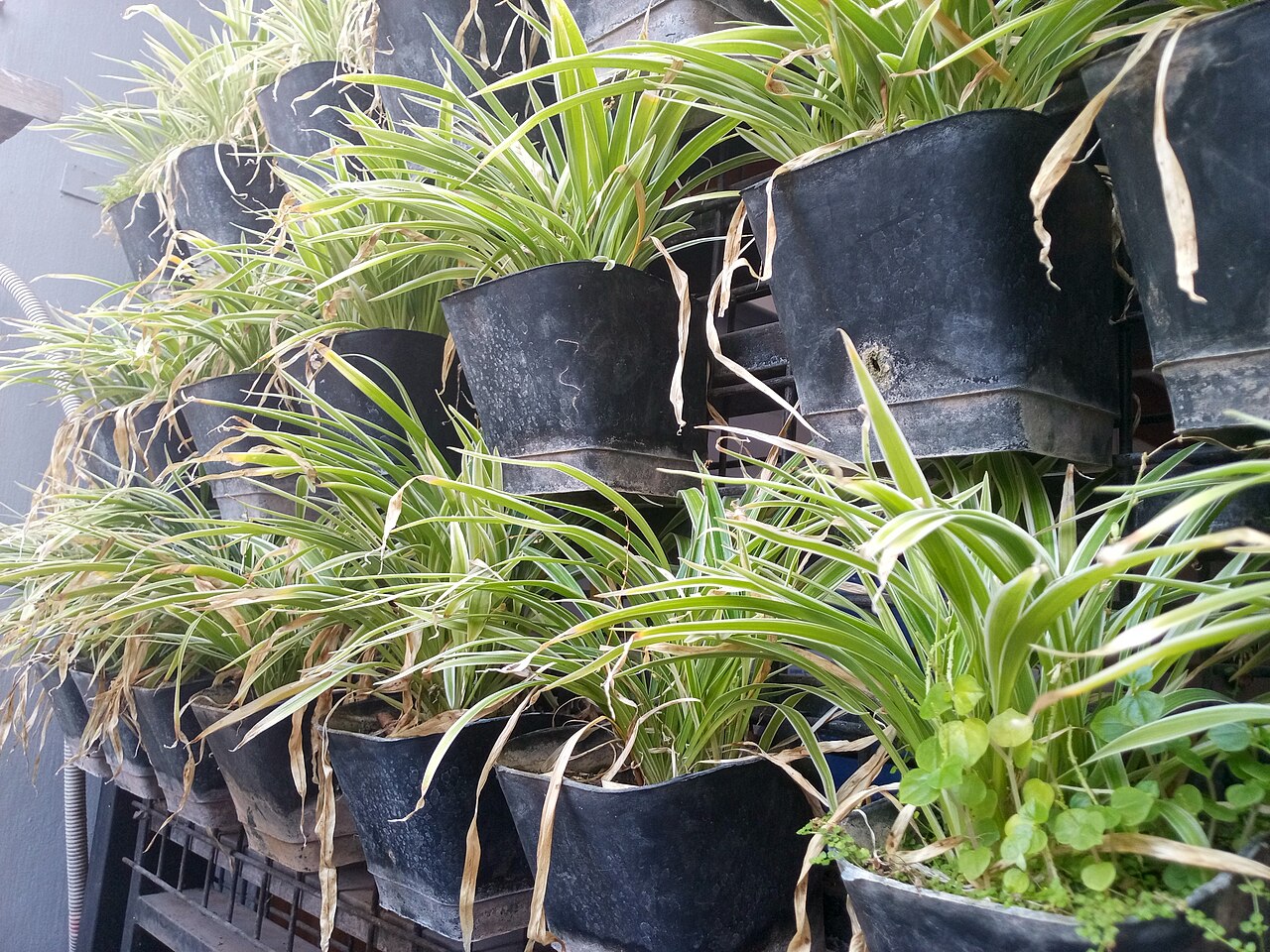 A spider plant with long arching leaves