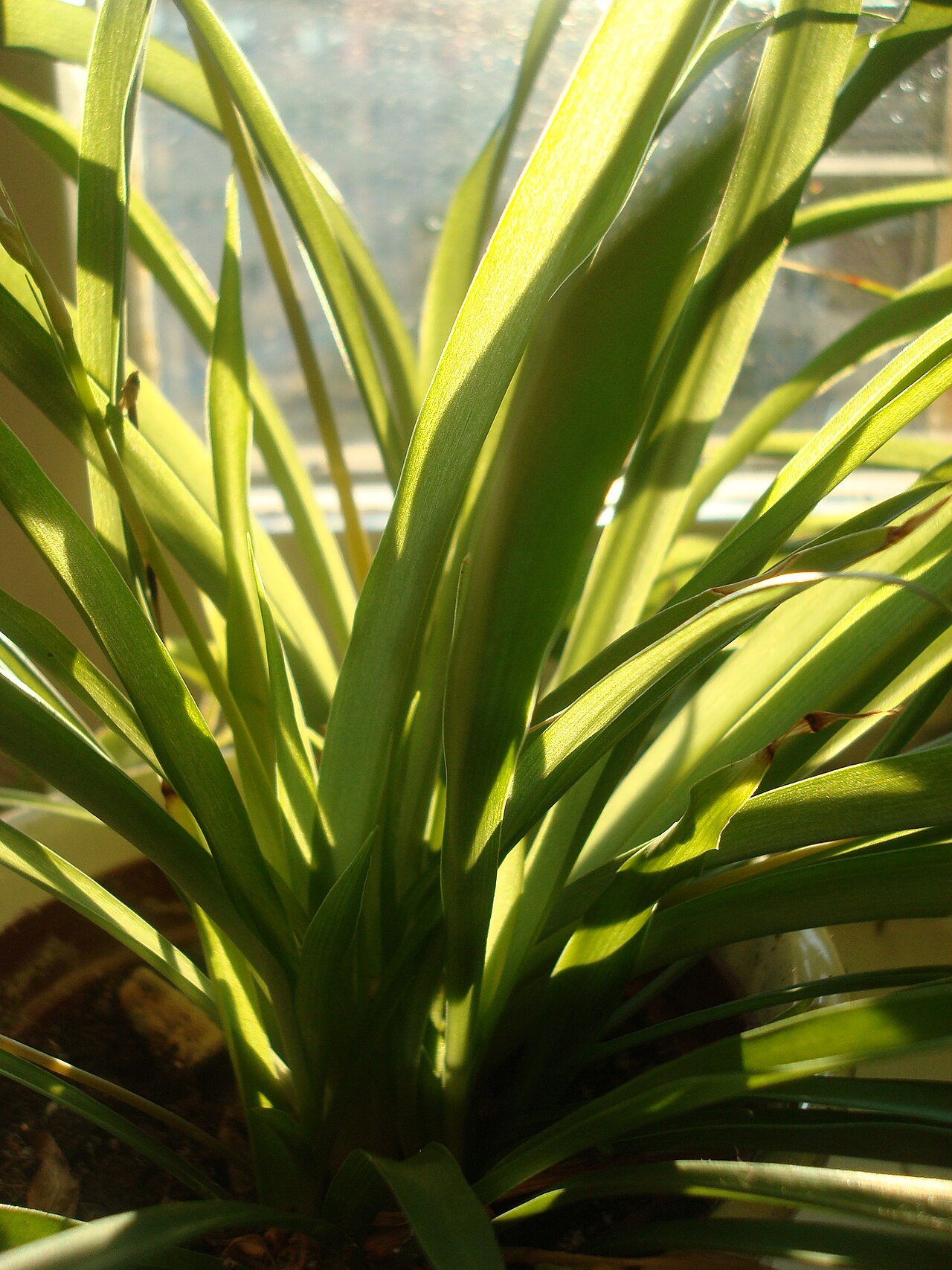Close-up of spider plant leaf blades