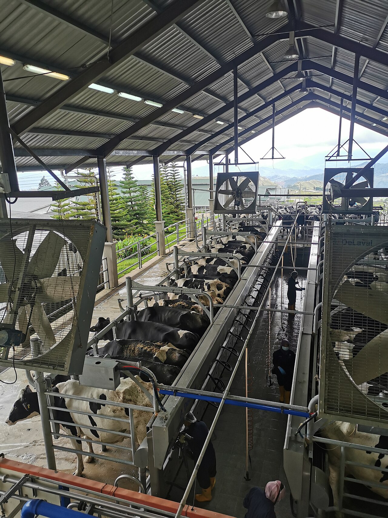 Cows being milked at a dairy farm