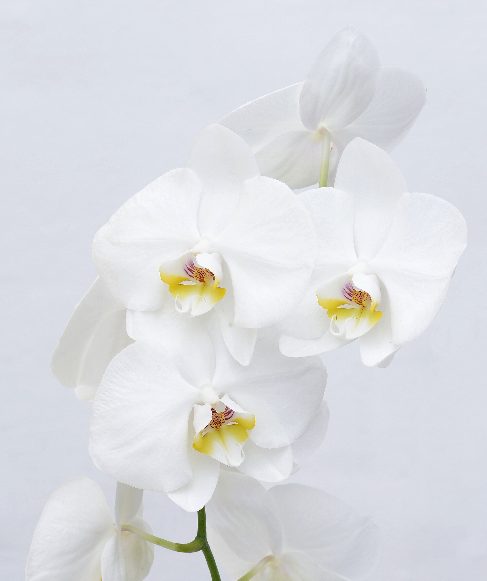 A pink phalaenopsis orchid in bloom